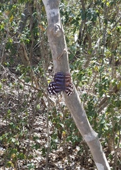 Myscelia ethusa ethusa