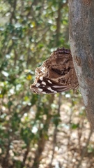 Myscelia ethusa ethusa