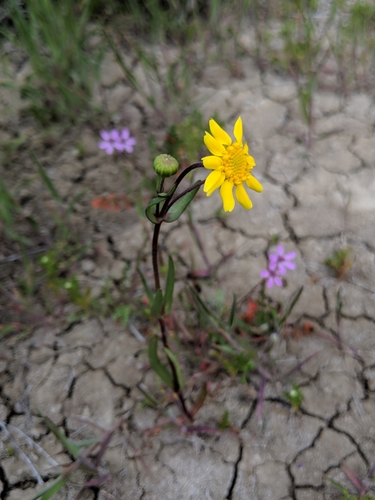 Image of Lasthenia ferrisiae by no rights reserved
