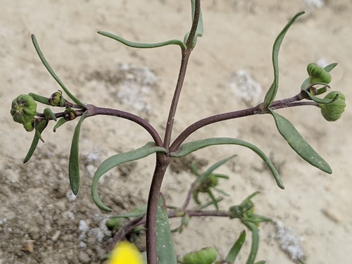 Image of Lasthenia ferrisiae by no rights reserved