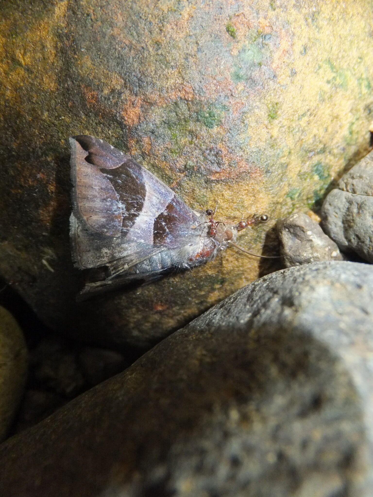 Aphaenogaster tipuna
