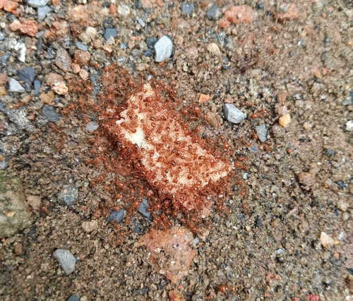 Tropical Fire Ant