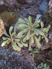 Aichryson dumosum