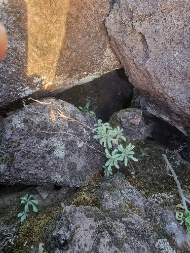 Aichryson dumosum, photograph 2