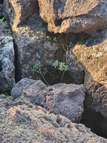 Aichryson dumosum, photograph 5
