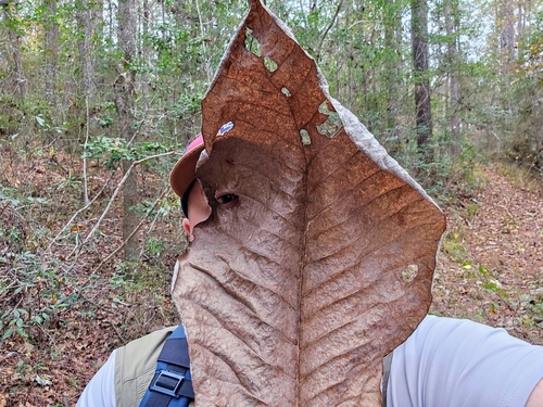 Magnolia macrophylla
