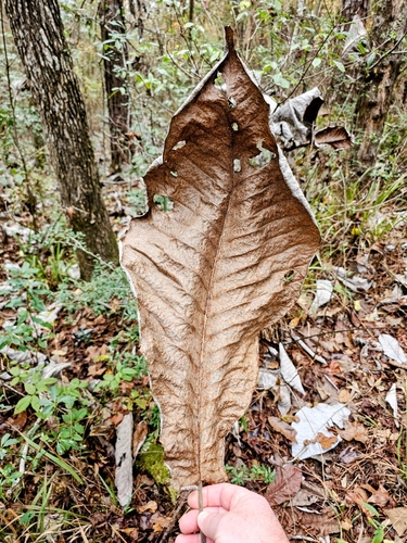 Magnolia macrophylla