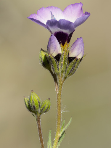Bird's-eye Gilia