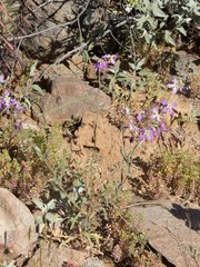 Matthiola longipetala