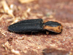 Lacon discoideus