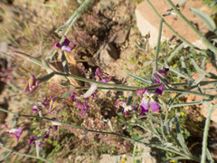 Matthiola longipetala