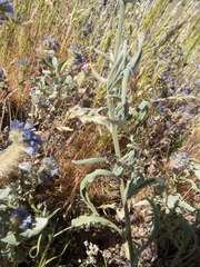 Matthiola longipetala