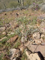 Matthiola longipetala