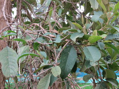 Citharexylum subflavescens