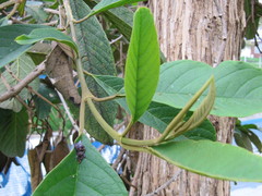 Citharexylum subflavescens