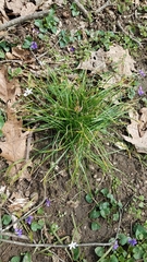 Ornithogalum umbellatum