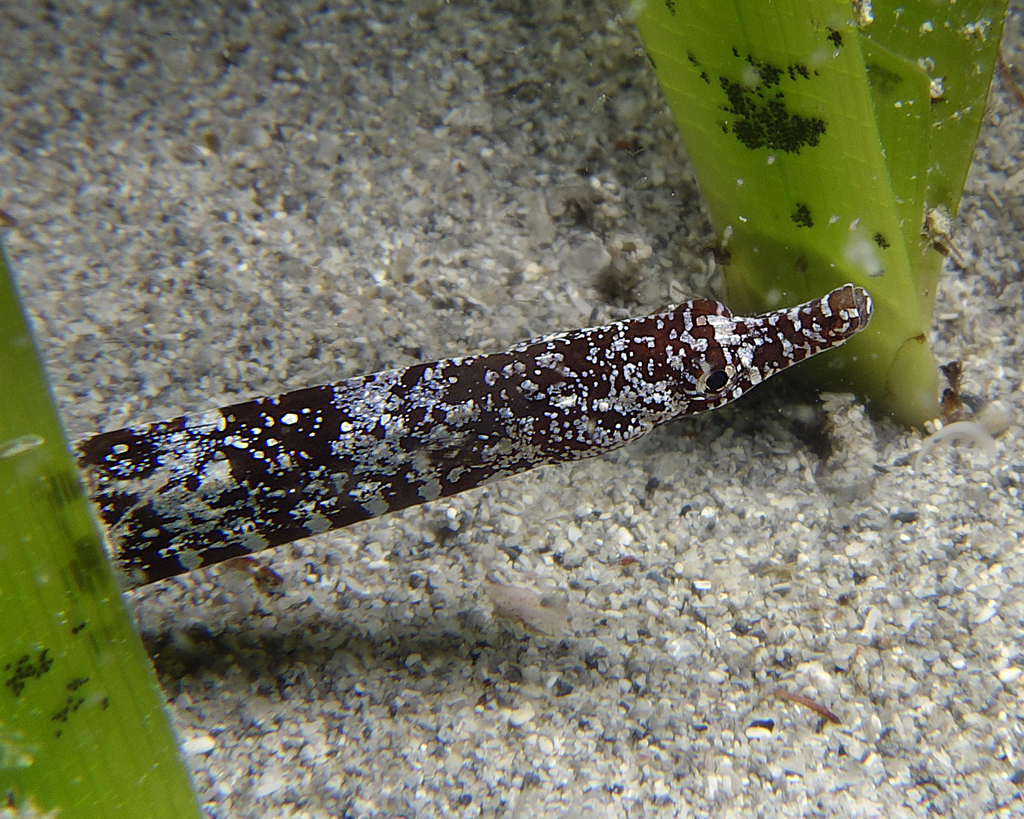 Pug-Nosed Pipefish