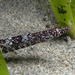 Pugnose Pipefish - Photo (c) Glen Whisson, some rights reserved (CC BY-NC), uploaded by Glen Whisson
