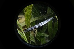 Pugnaso curtirostris