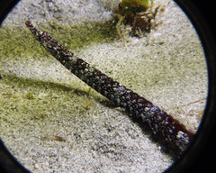 Pugnaso curtirostris