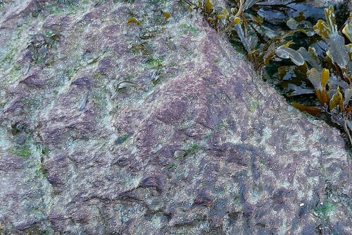 Image of Rhodothamniella floridula by no rights reserved