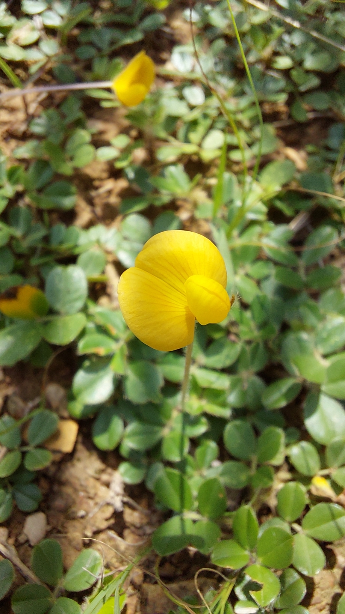 Wild Peanut (Arachis duranensis)