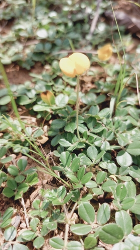 Arachis duranensis, photograph 2