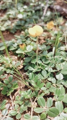 Arachis duranensis, photograph (c) Francisco V. Bezerra Neto, some rights reserved (CC BY-SA)