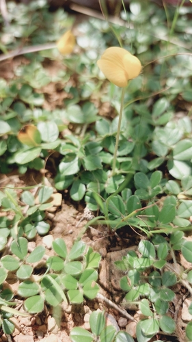 Image of Wild Peanut (Arachis duranensis) by (c) Francisco V. Bezerra Neto, some rights reserved (CC BY-SA)