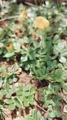 Arachis duranensis, photograph (c) Francisco V. Bezerra Neto, some rights reserved (CC BY-SA)