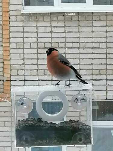 Eurasian Bullfinch