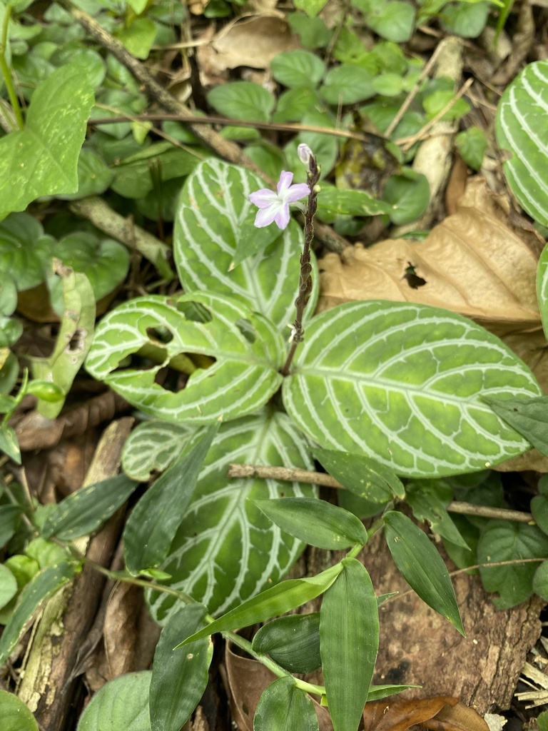 Chamaeranthemum venosum