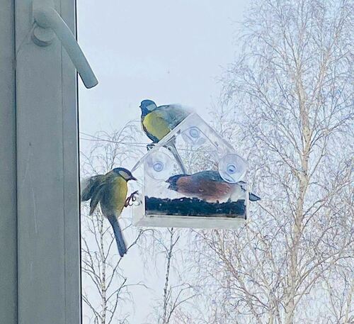 Great Tit