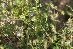 Pholistoma auritum arizonicum