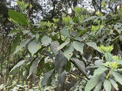 Machilus zuihoensis mushaensis