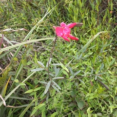 Chilean glory flower (Collaea)