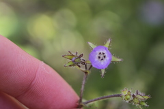 Pholistoma auritum arizonicum