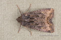 Helotropha reniformis