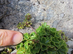 Azorella roughii
