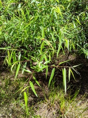 Salix caroliniana
