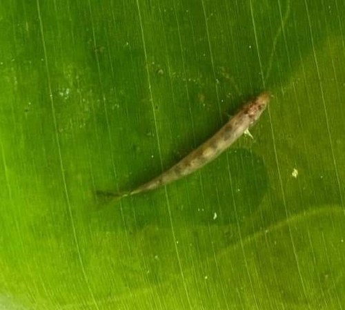 Lepidocephalichthys furcatus