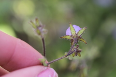 Pholistoma auritum arizonicum