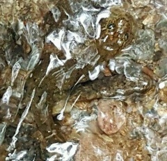 Desmognathus amphileucus