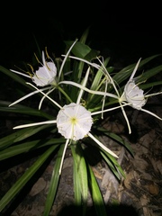 Hymenocallis liriosme