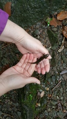 Desmognathus amphileucus