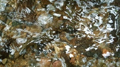 Desmognathus amphileucus