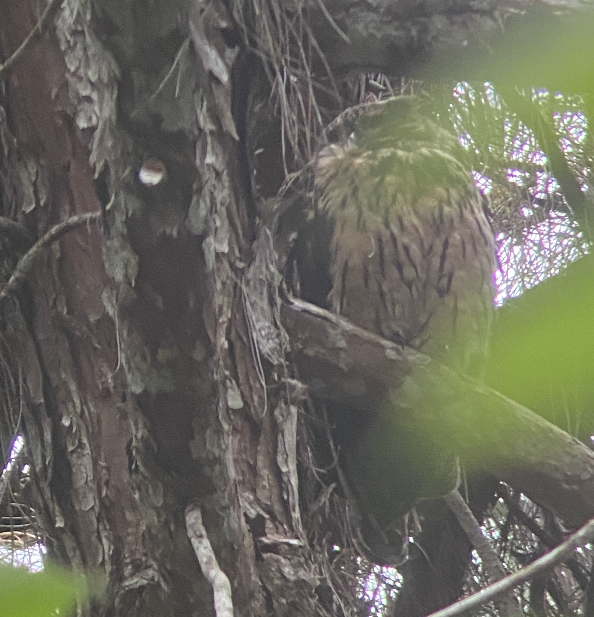 Madagascar Owl (Asio madagascariensis), photo 8