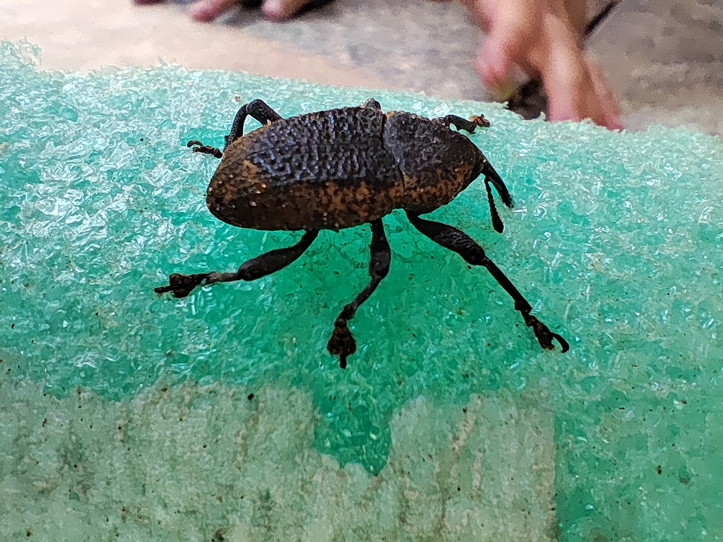 Homalinotus deplanatus