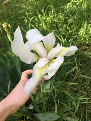 Iris albicans