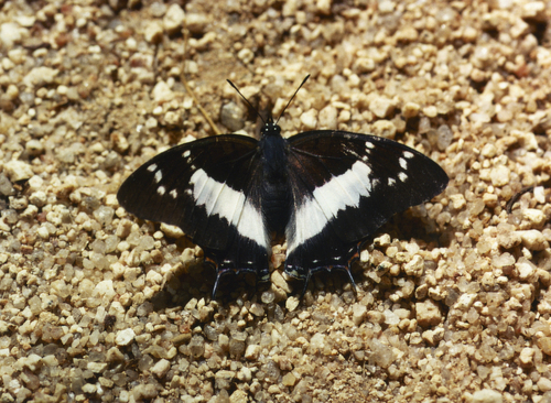 Charaxes baumanni